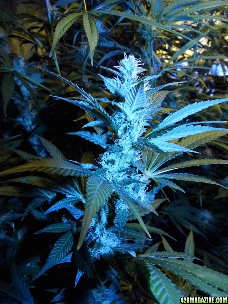 blue widow random bud