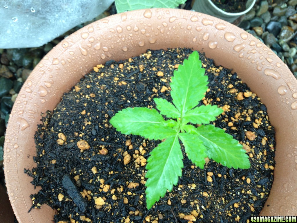 Blue Widow - Seedling 3 Weeks