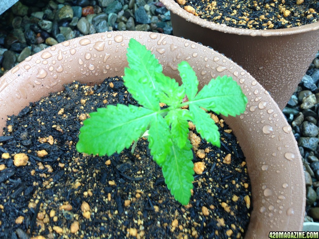 Blue Widow - Seedling 3 Weeks