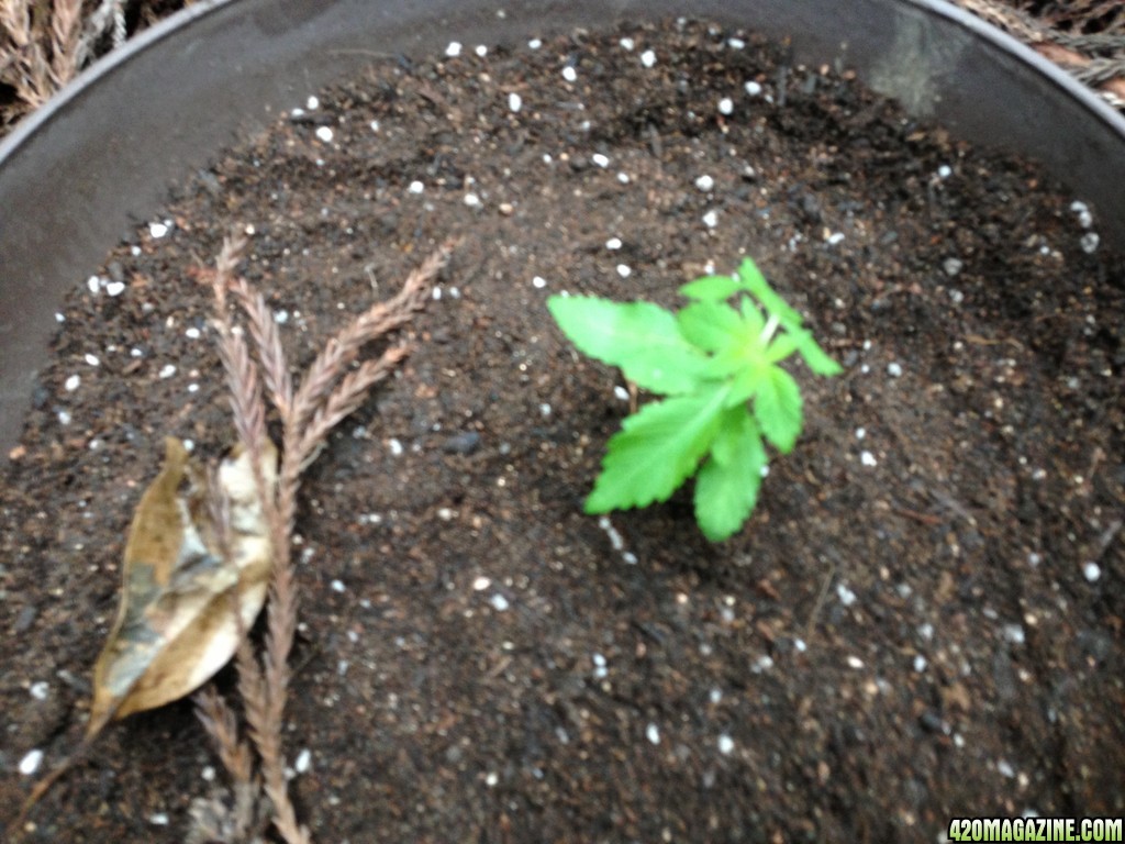 Blue Widow - Seedlings 3 Weeks 3 Days