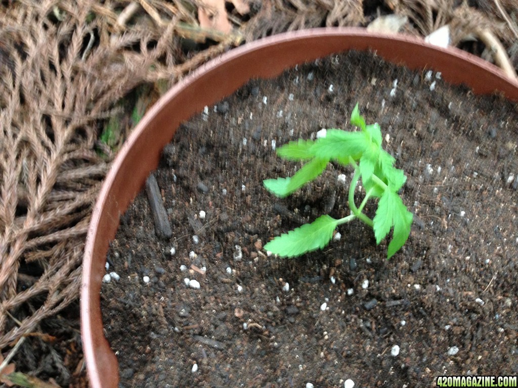 Blue Widow - Seedlings 3 Weeks 3 Days