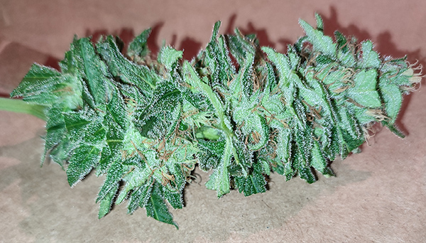 blue_dream_bud1.jpg