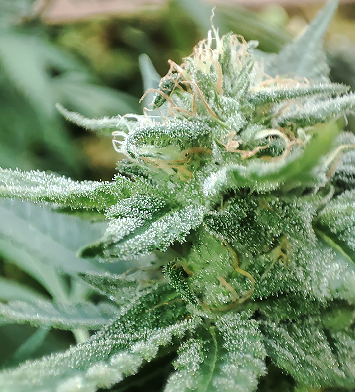 blue_dream_bud_closeup1.jpg