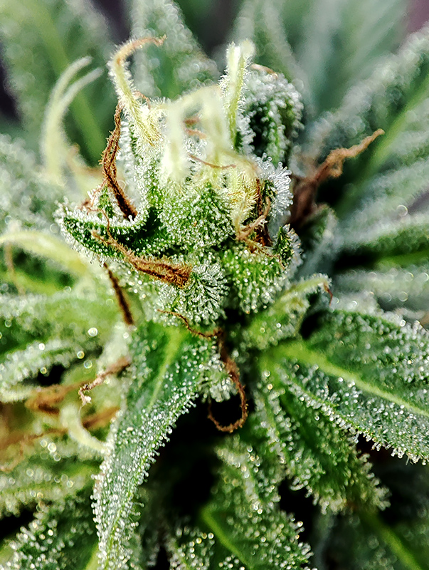 blue_dream_bud_closeup1.jpg