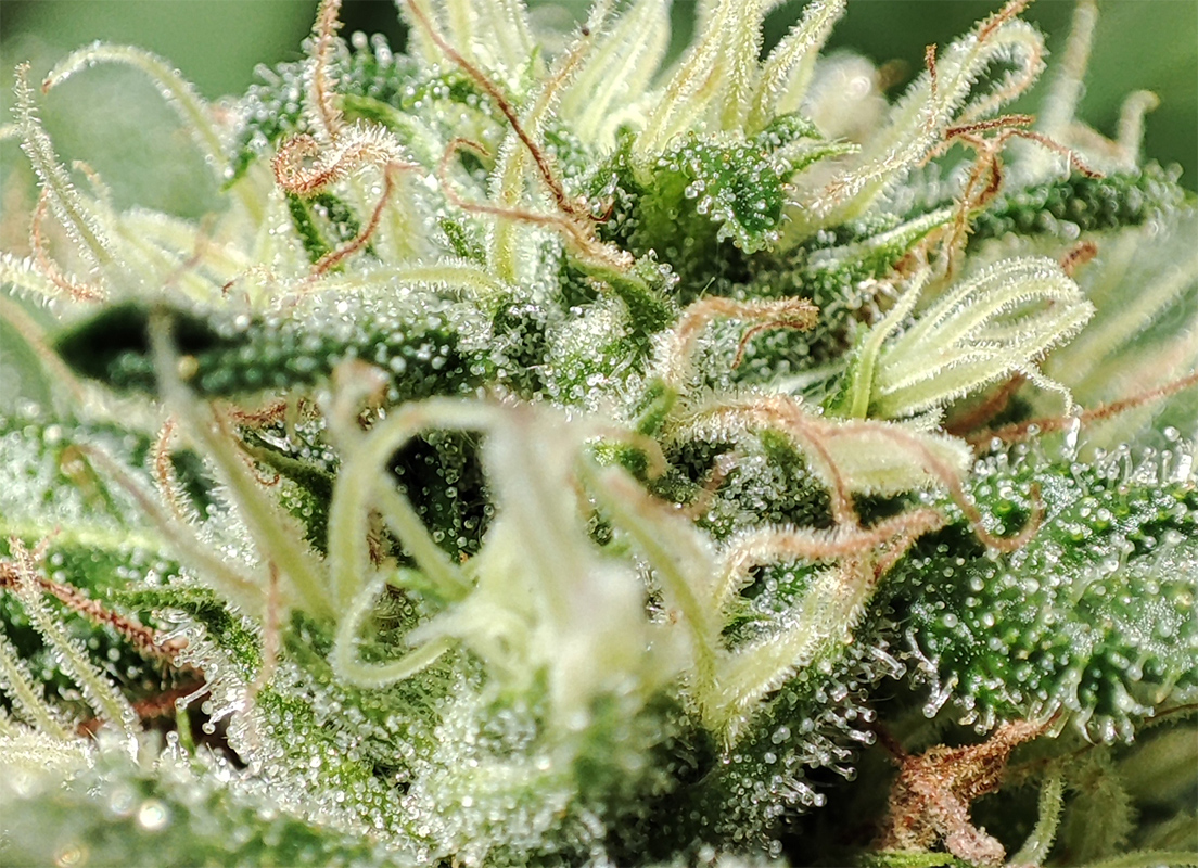 blue_dream_flower_closeup1.jpg