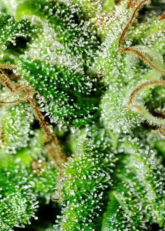 blue_widow_trichomes1.jpg