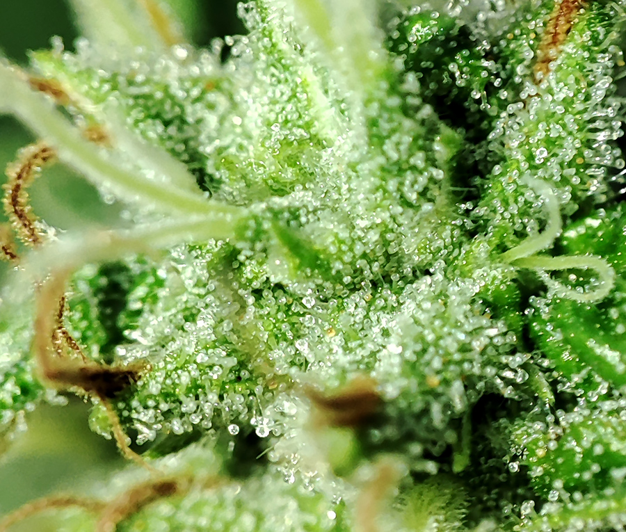 blue_widow_trichomes2.jpg