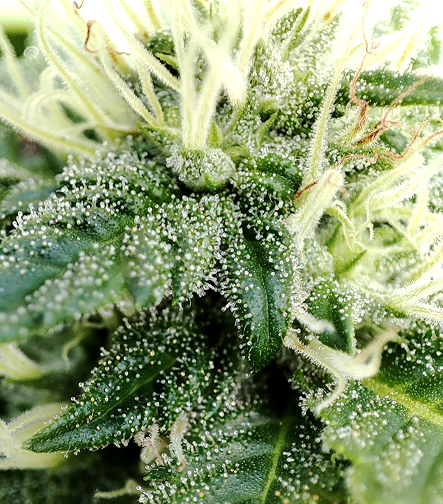 blue_widow_trichs1.jpg