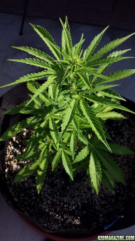 Blueberry 1 at 40 days