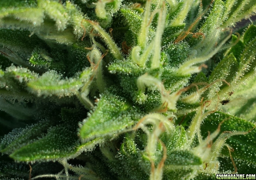 Blueberry 1 day 63 trichomes