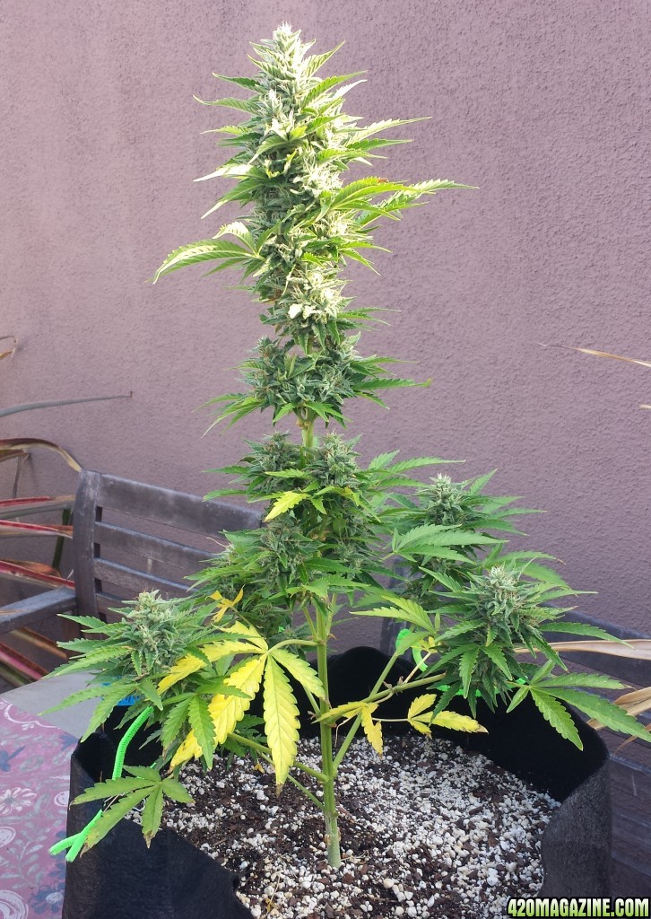 Blueberry 1 day 63