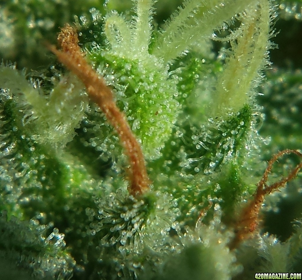 Blueberry 1 day 72 closeup