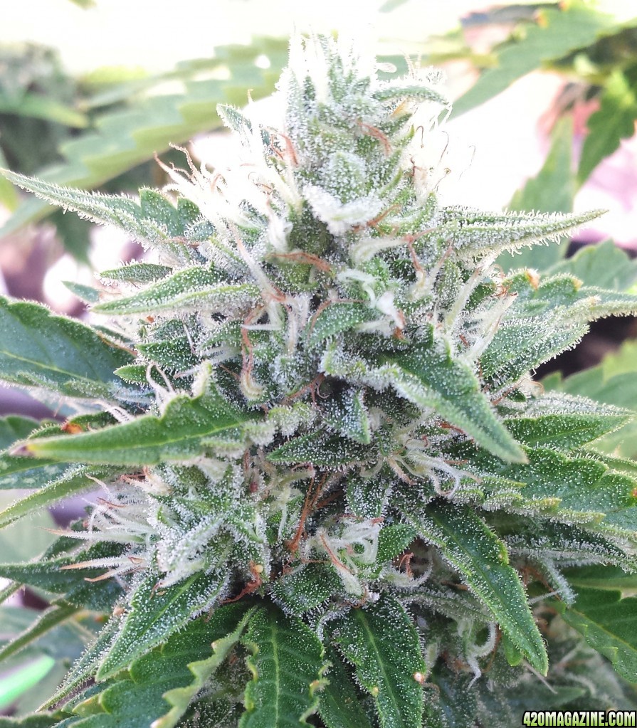 Blueberry 1 day 72 lower bud