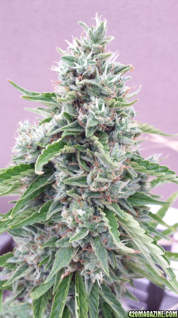 Blueberry 1 day 81 top