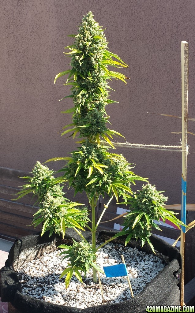 Blueberry 1 day 81