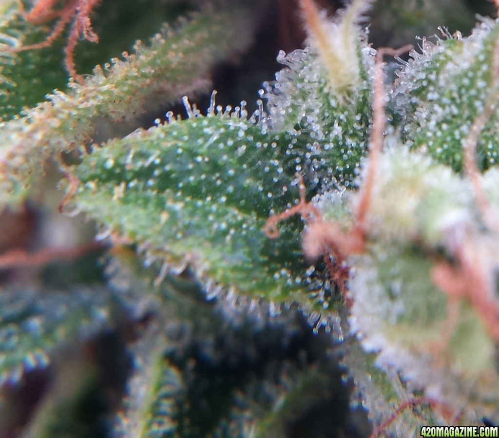 Blueberry 1 day 83 macro