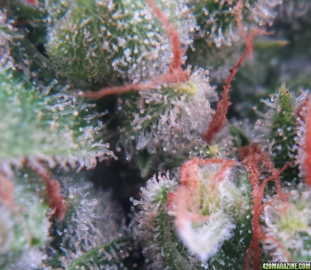 Blueberry 1 day 83 macro