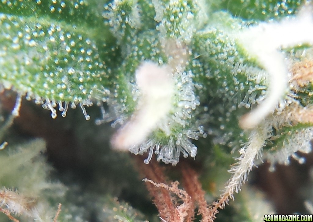 Blueberry 1 macro day 81