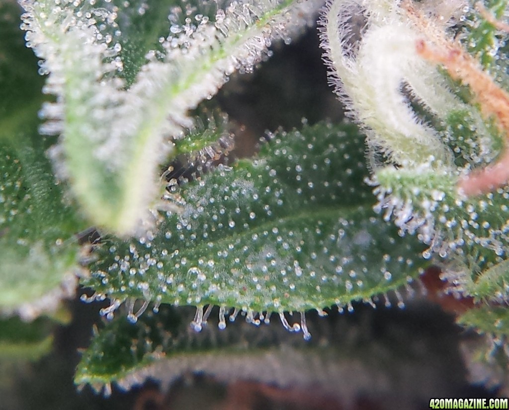 Blueberry 1 macro day 81