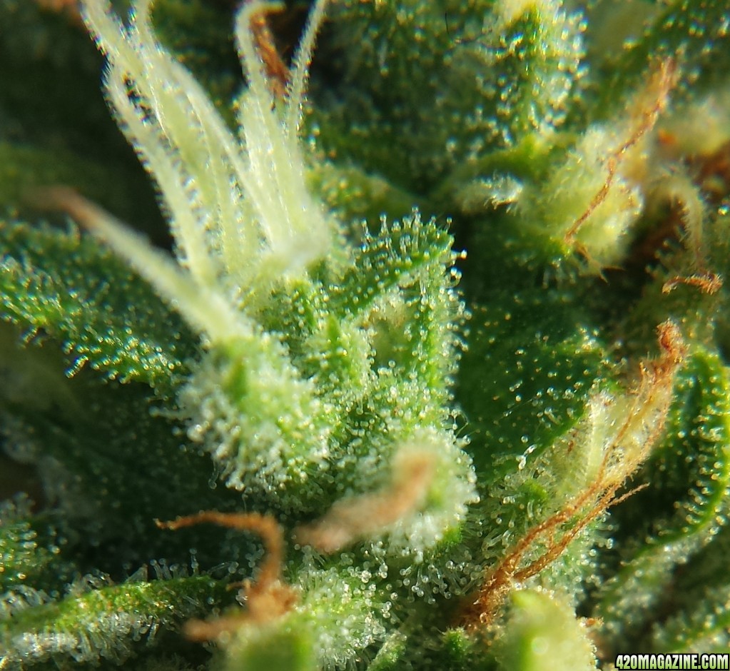 Blueberry 1 on day 73 loupe pic