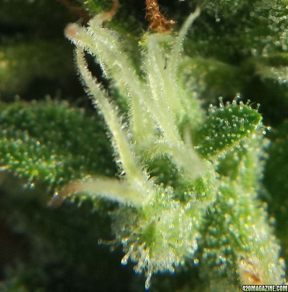 Blueberry 1 on day 73 loupe pic