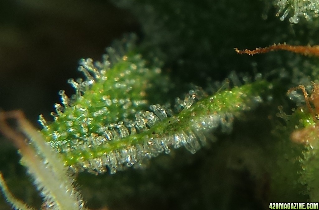 Blueberry 1 on day 73 loupe pic