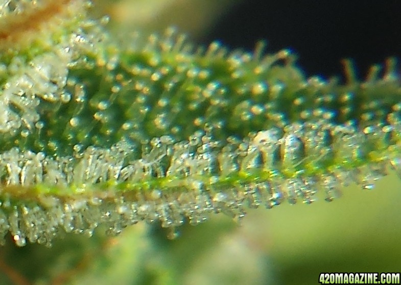 Blueberry 1 on day 73 loupe pic