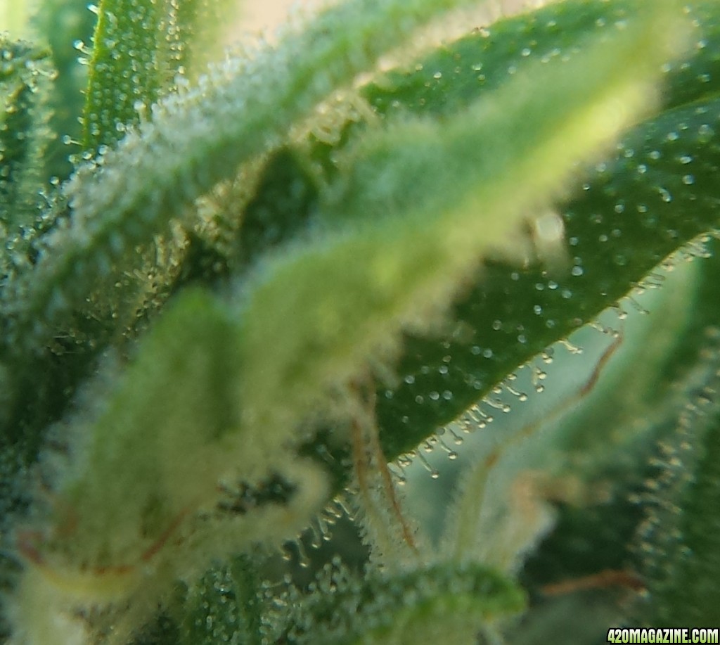 Blueberry 1 trichomes day 62