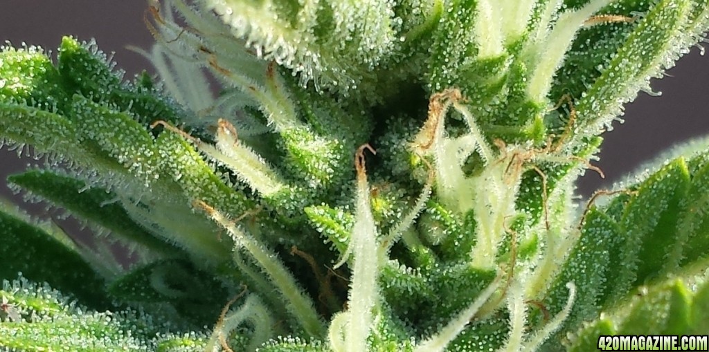 Blueberry 1 trichomes day 62