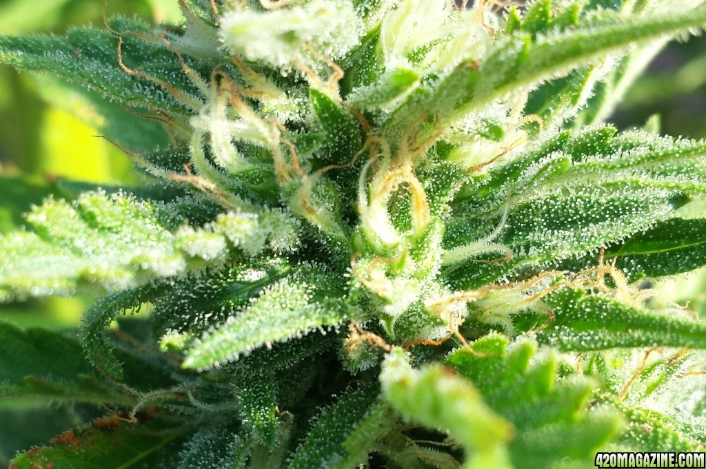 Blueberry 1 trichomes day 62