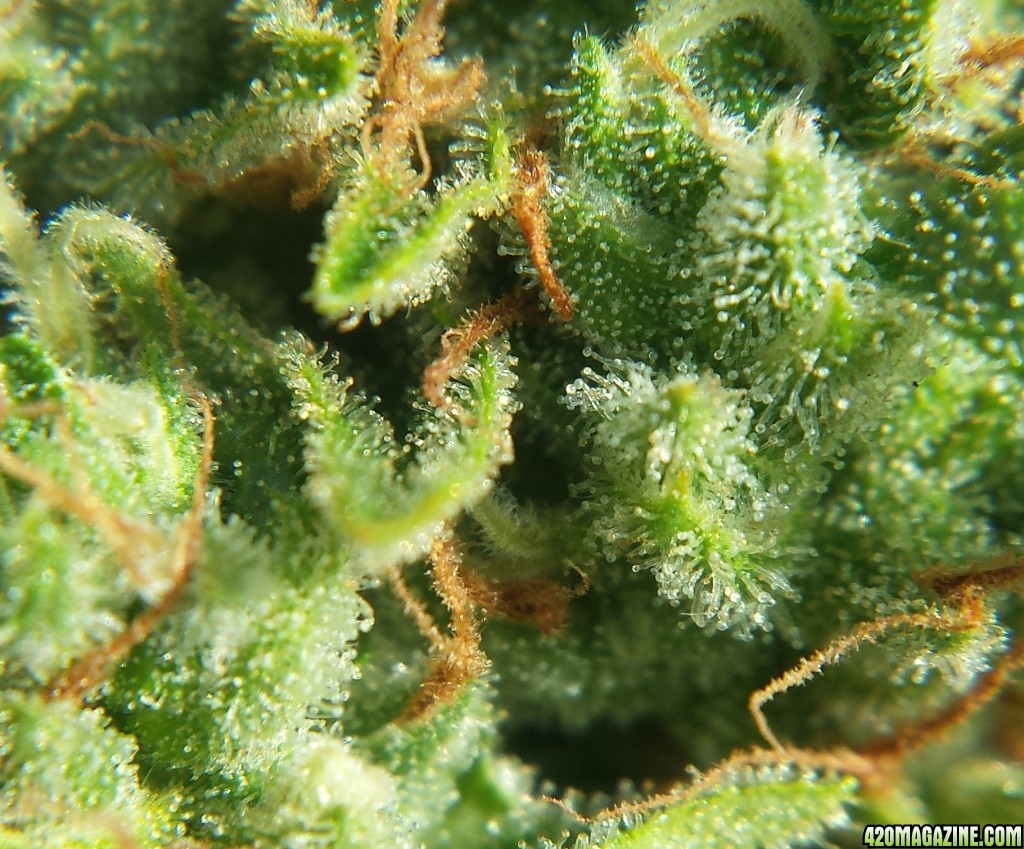 Blueberry 1 trichomes day 75