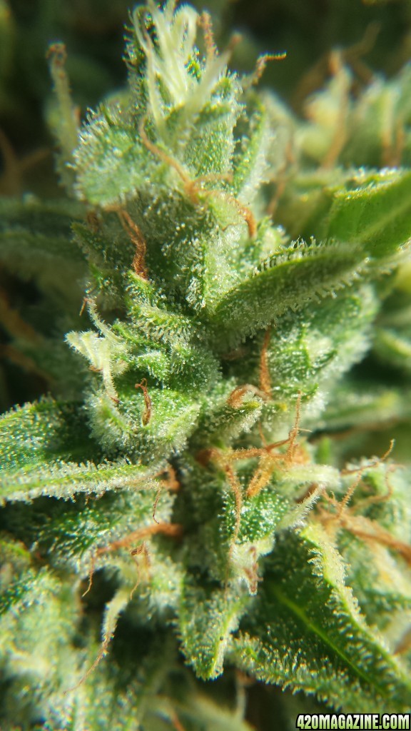 Blueberry 1 trichomes day 75