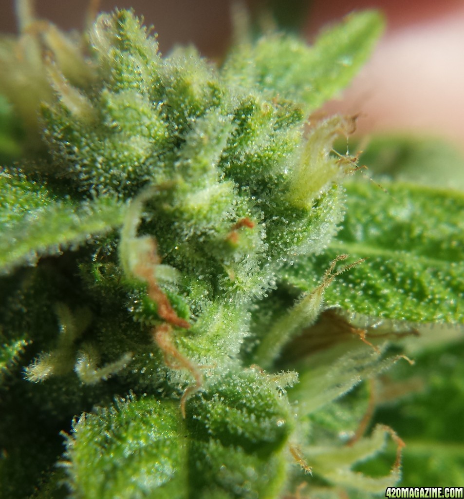 Blueberry 1 trichomes day 75