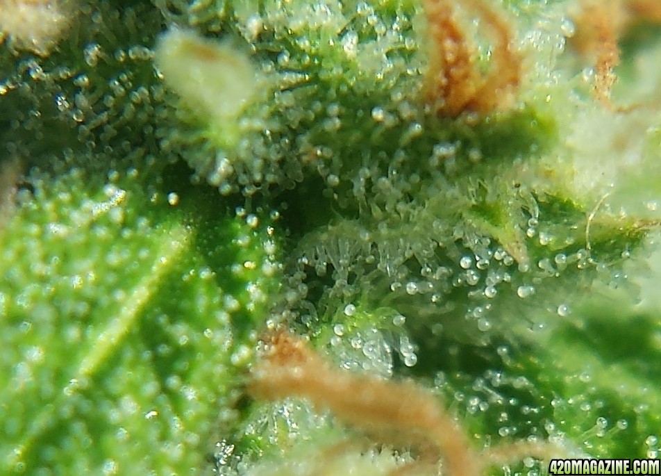 Blueberry 1 trichomes day 75