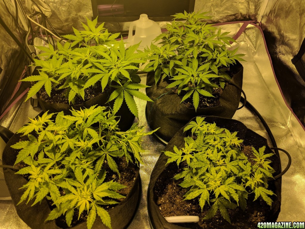 Blueberry - 1 week into flower