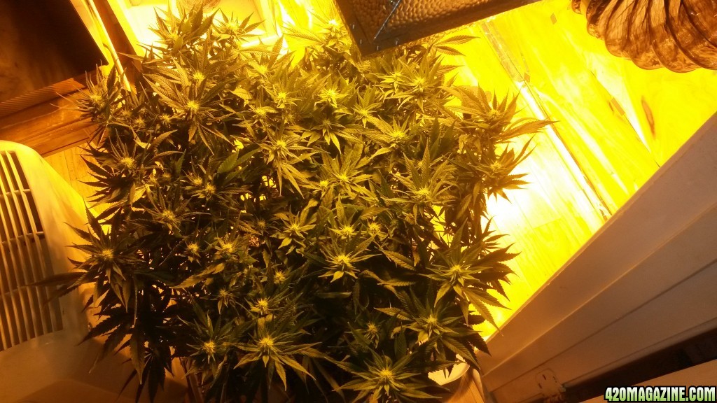 blueberry 17 days flowrr