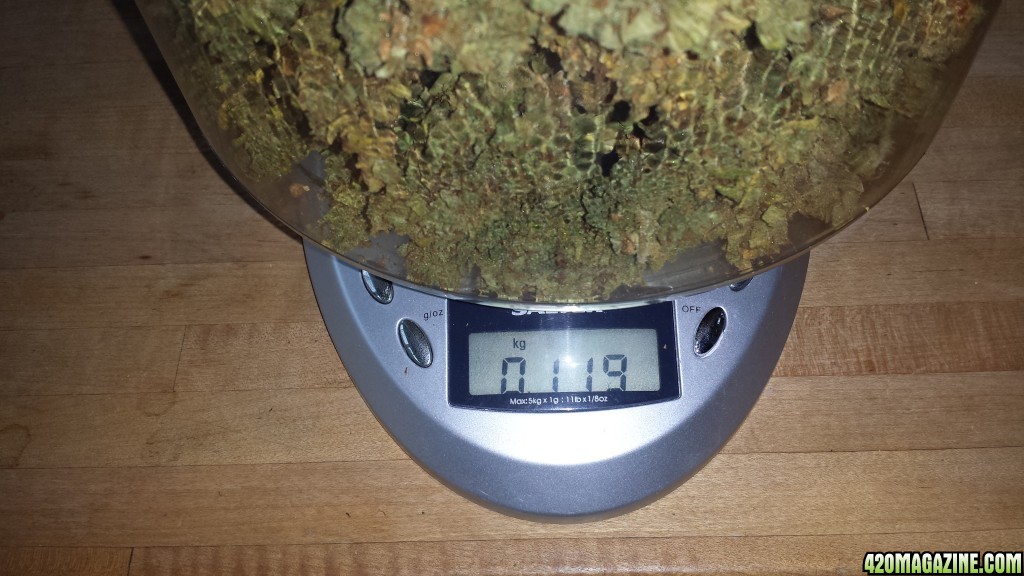 Blueberry 2 119 grams dried plus low and slow