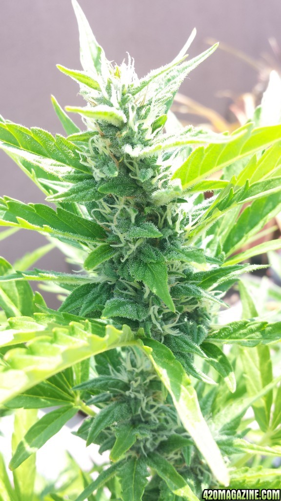 Blueberry 2 day 57 top cola