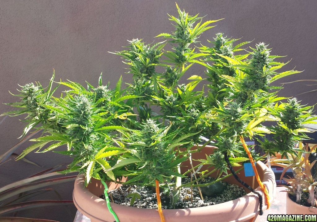 Blueberry 2 day 71