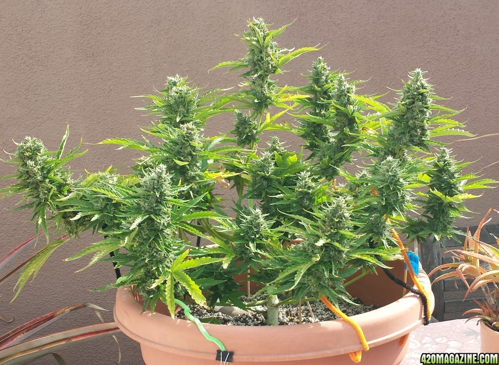 Blueberry 2 day 78