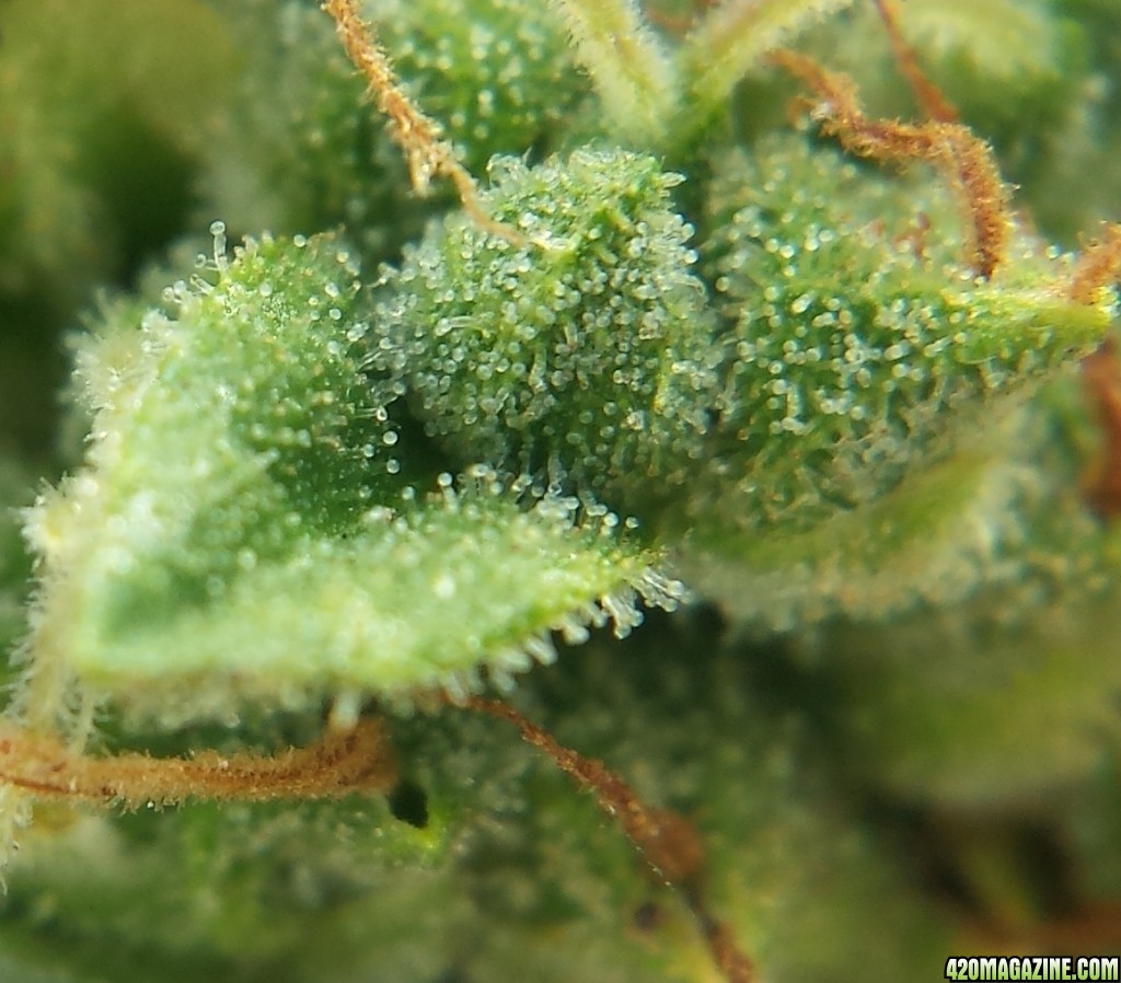 Blueberry 2 day 82 macro