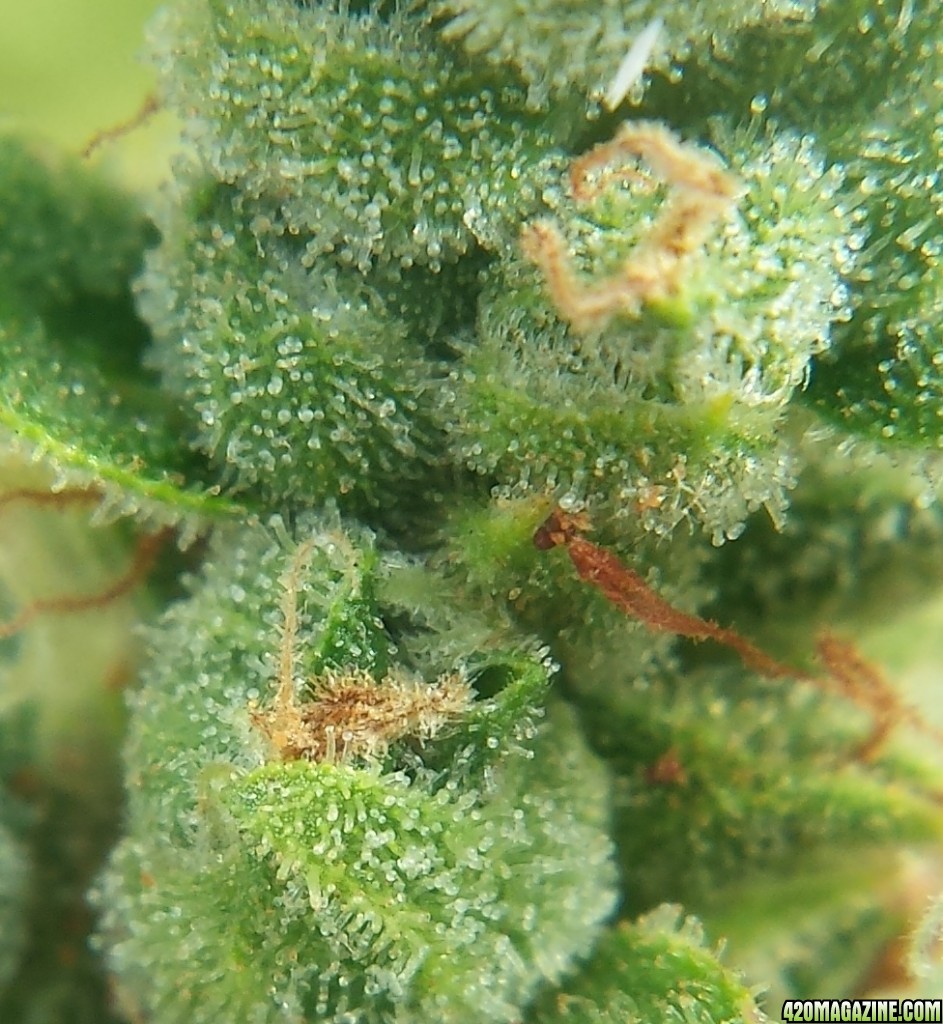 Blueberry 2 day 82 macro