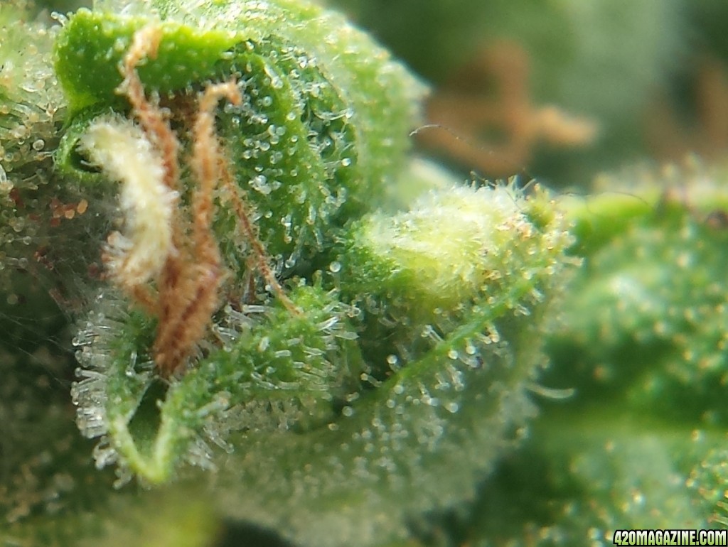 Blueberry 2 day 82 macro