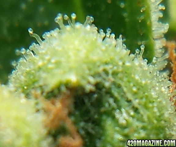 Blueberry 2 day 84 macro