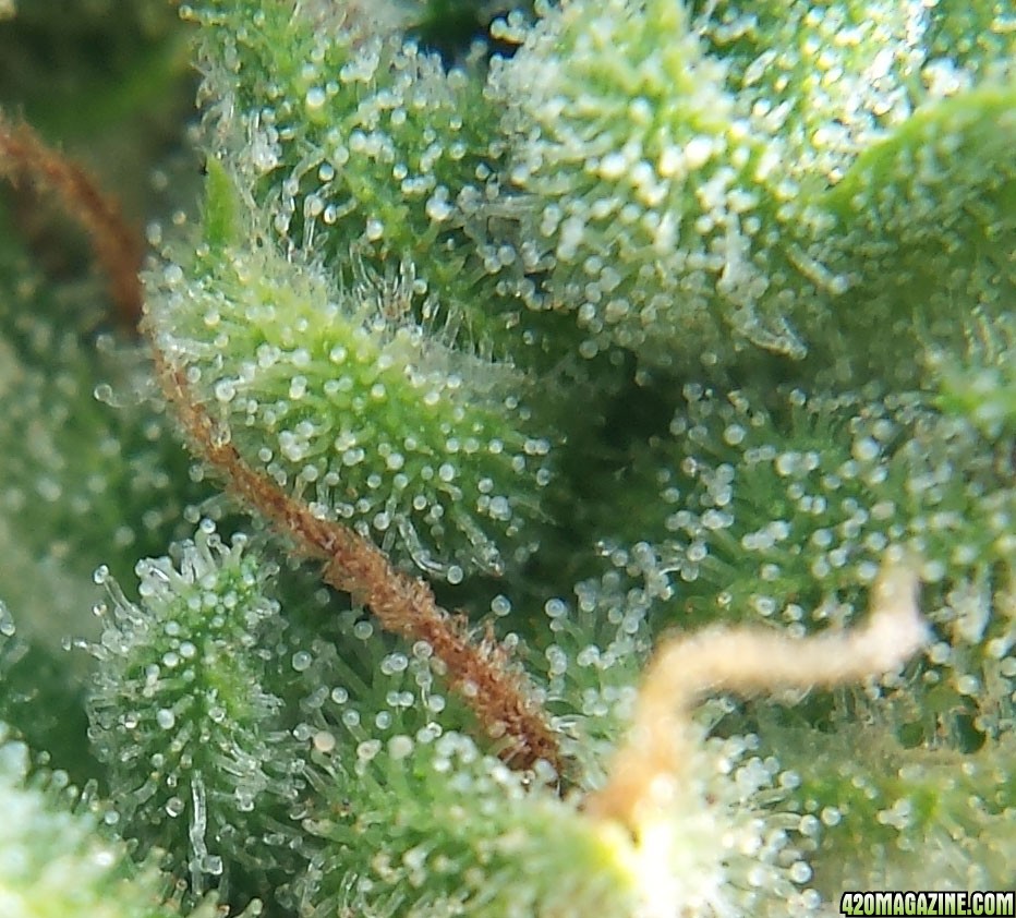 Blueberry 2 day 84 macro