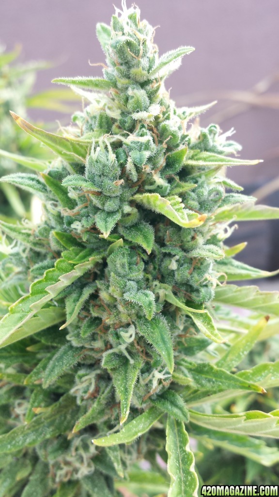 Blueberry 2 day 84 top 1