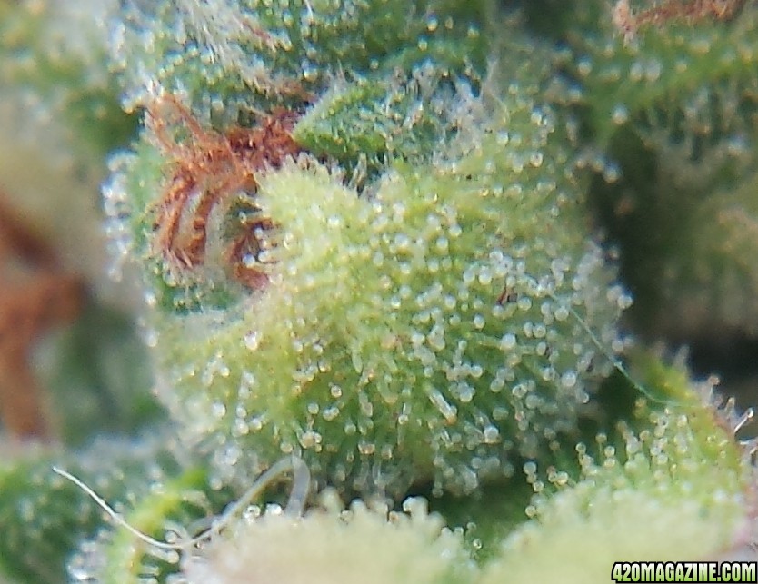 Blueberry 2 day 88 macro