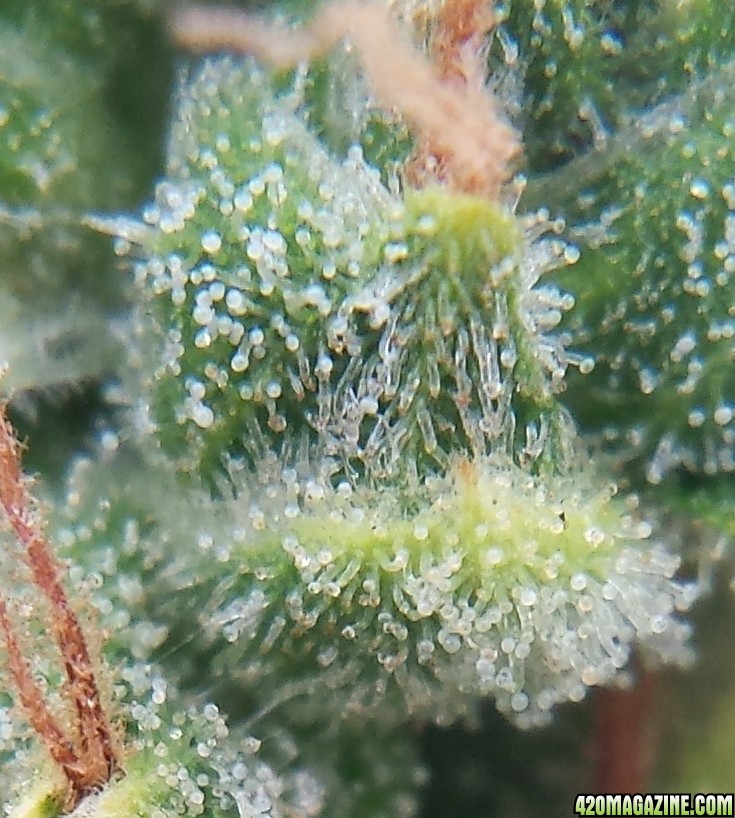 Blueberry 2 day 88 macro