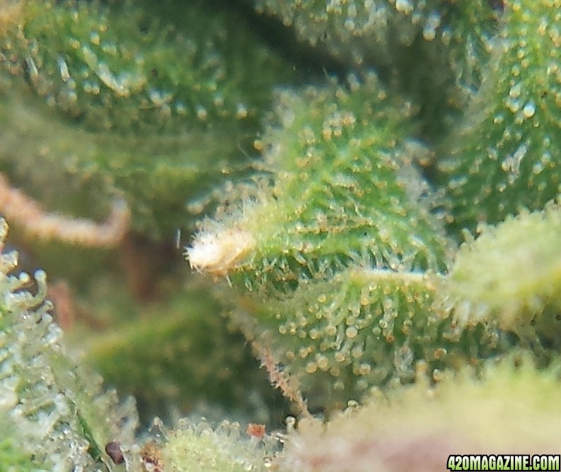 Blueberry 2 day 88 macro