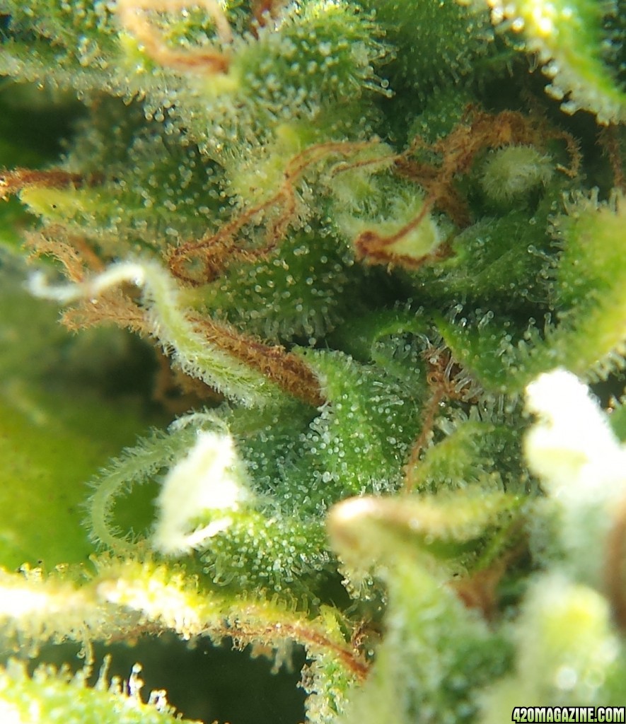 Blueberry 2 day 91 macro